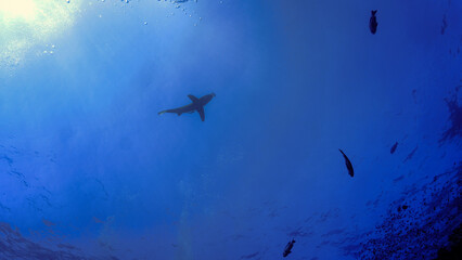 Obraz na płótnie Canvas Underwater photo of the dangerous Oceanic whitetip shark at the surface. From a scuba dive in the Red sea in Egypt.