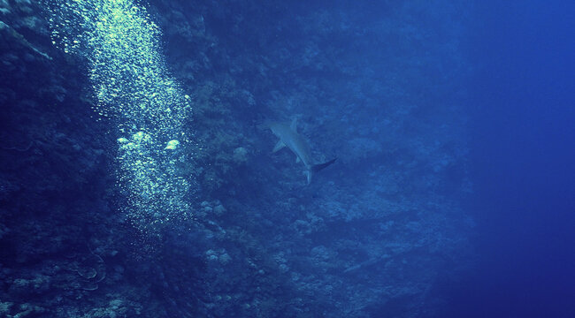Underwater photo of scalloped hammerhead shark at the reef