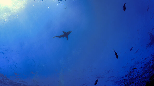 Underwater photo of the dangerous Oceanic whitetip shark at the surface. From a scuba dive in the Red sea in Egypt.