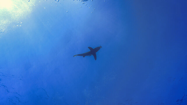 Underwater photo of the dangerous Oceanic whitetip shark at the surface. From a scuba dive in the Red sea in Egypt.