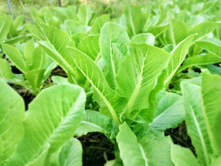 vegetables salad farm. growing garden farm Freshly harvested lettuce organic for health food