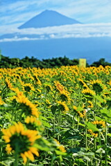 I went to a beautiful sunflower field last weekend