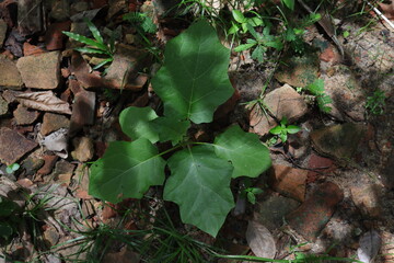 High angle view of a small Turkey Berry plant growing on the ground