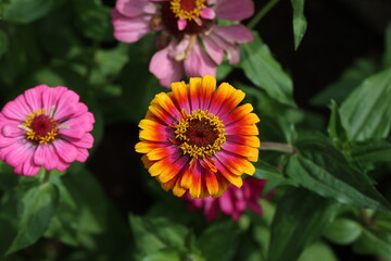 Isolated natural zinnia flower on green background