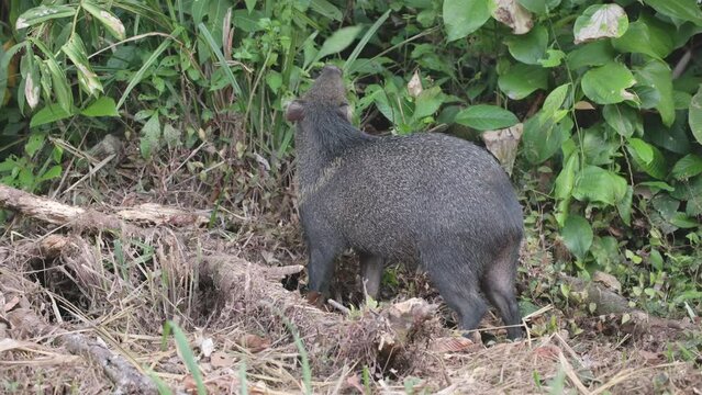 a close tracking clip of a collared peccary feeding in the rainforest at dusk in corcovado national park of costa rica