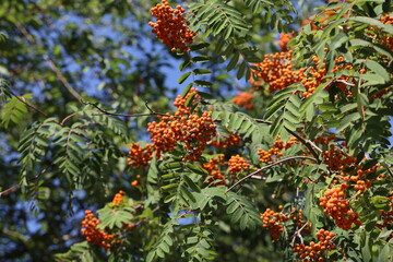 Red rowan berries on the rowan tree branches