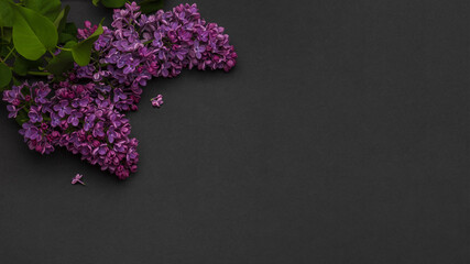 Branch of purple lilac. Beautiful flowering branches of lilac on a dark background. Long horizontal banner. Mockup top view place for text Spring May flowers Frame of blooming branches
