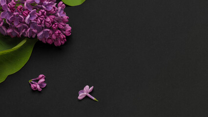 Branch of purple lilac. Beautiful flowering branches of lilac on a dark background. Long horizontal banner. Mockup top view place for text Spring May flowers Frame of blooming branches