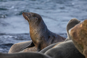 Australian Fur Seal, Narooma, NSW, June 2022