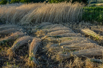 Wheat sheaves in a pile