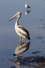 Australian Pelican, Merimbulla, NSW, June 2022