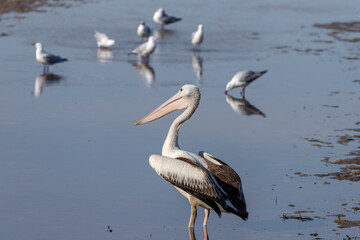 Australian Pelican, Merimbulla, NSW, June 2022