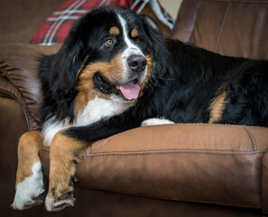 Beautiful happy smiling male Bernese Mountain dog relaxing on the sofa at home