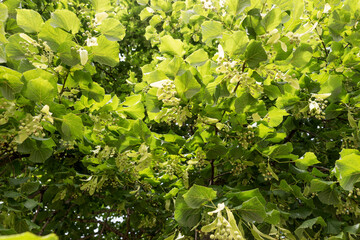 Close up linden tree in summer