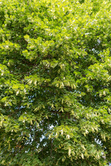 Fototapeta na wymiar Close up linden tree in summer