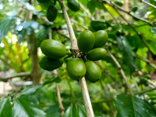 green coffee cherries