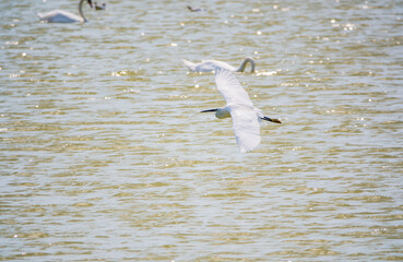 The flight of the little egret or Small White Heron.