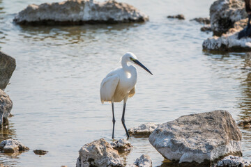 The small white heron or Little egret stands in the lake