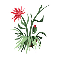 Detailed cacti isolated on white background.