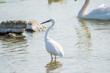 The small white heron or Little egret stands in the lake