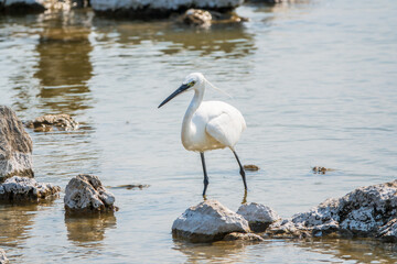 The small white heron or Little egret stands in the lake