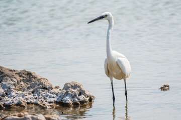 The small white heron or Little egret stands in the lake