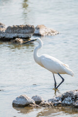 The small white heron or Little egret stands in the lake