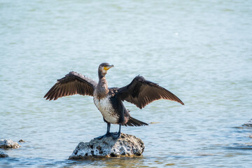 Great cormorant, Phalacrocorax carbo, sits on stone and dries its wings on the wind.