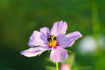 Bumblebee pollinating a pink Cosmos flower.