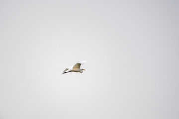 The flight of the little egret or Small White Heron.