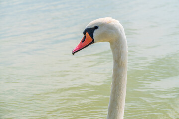 Fototapeta premium Portrait of a graceful white swan with long neck on blue water background.