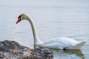 Fototapeta premium Graceful white Swan swimming in the lake, swans in the wild. Portrait of a white swan swimming on a lake.
