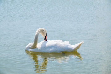 Fototapeta premium Graceful white Swan swimming in the lake, swans in the wild. Portrait of a white swan swimming on a lake.