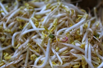 many group of fresh sprouts
