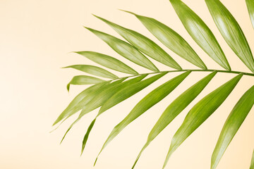 Fototapeta na wymiar Tropical green palm leaf on a yellow pastel background. Summer minimalistic backdrop