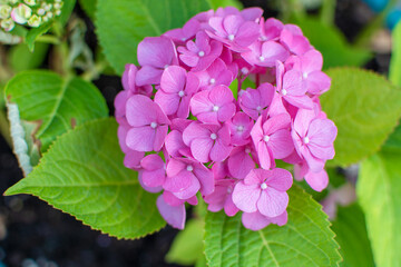 Pink Hydrangea macrophylla, commonly referred to as bigleaf hydrangea, is one of the most popular landscape shrubs owing to its large mophead flowers.