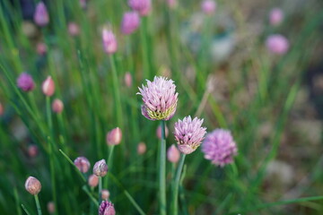 Chive flowers growing in a garden.