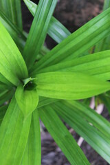 Obraz premium a bunch of pandan leaf plants