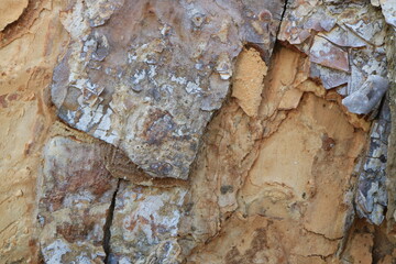 Tree bark. Wood moss. Abstract background. Macro.