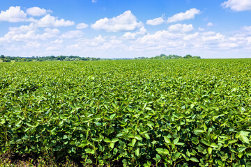 green soybean field with blue sky background