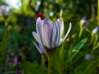 Fototapeta premium morning daisy flower