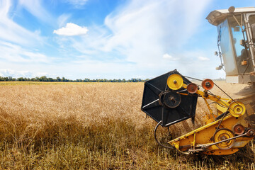 closeup combine harvester cutting ripe rapeseed pods on field - obrazy, fototapety, plakaty