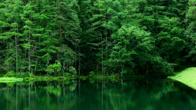 新緑の湖畔の風景　長野県御射鹿池　7月