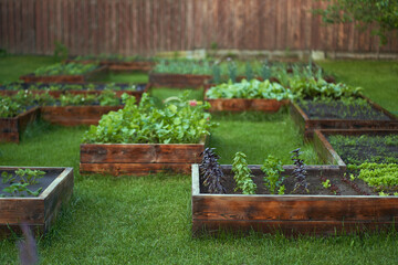Growing juicy, fragrant, vitamin basil and a variety of greenery in the garden. Sweet basil growing...