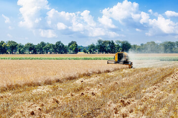 Fototapeta premium combine harvester cutting ripe rapeseed pods on field