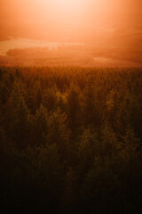 Wald im Sonnenuntergang