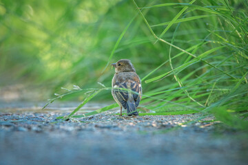 Sparrow on a path in a summer park. There is artistic noise.