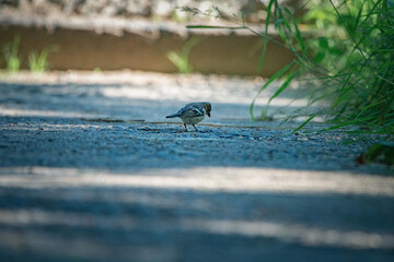 Sparrow on a path in a summer park. There is artistic noise.