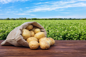 young potatoes in burlap sack on wooden table