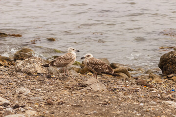 Birds on the rocky coast of the Black Sea near Sudak